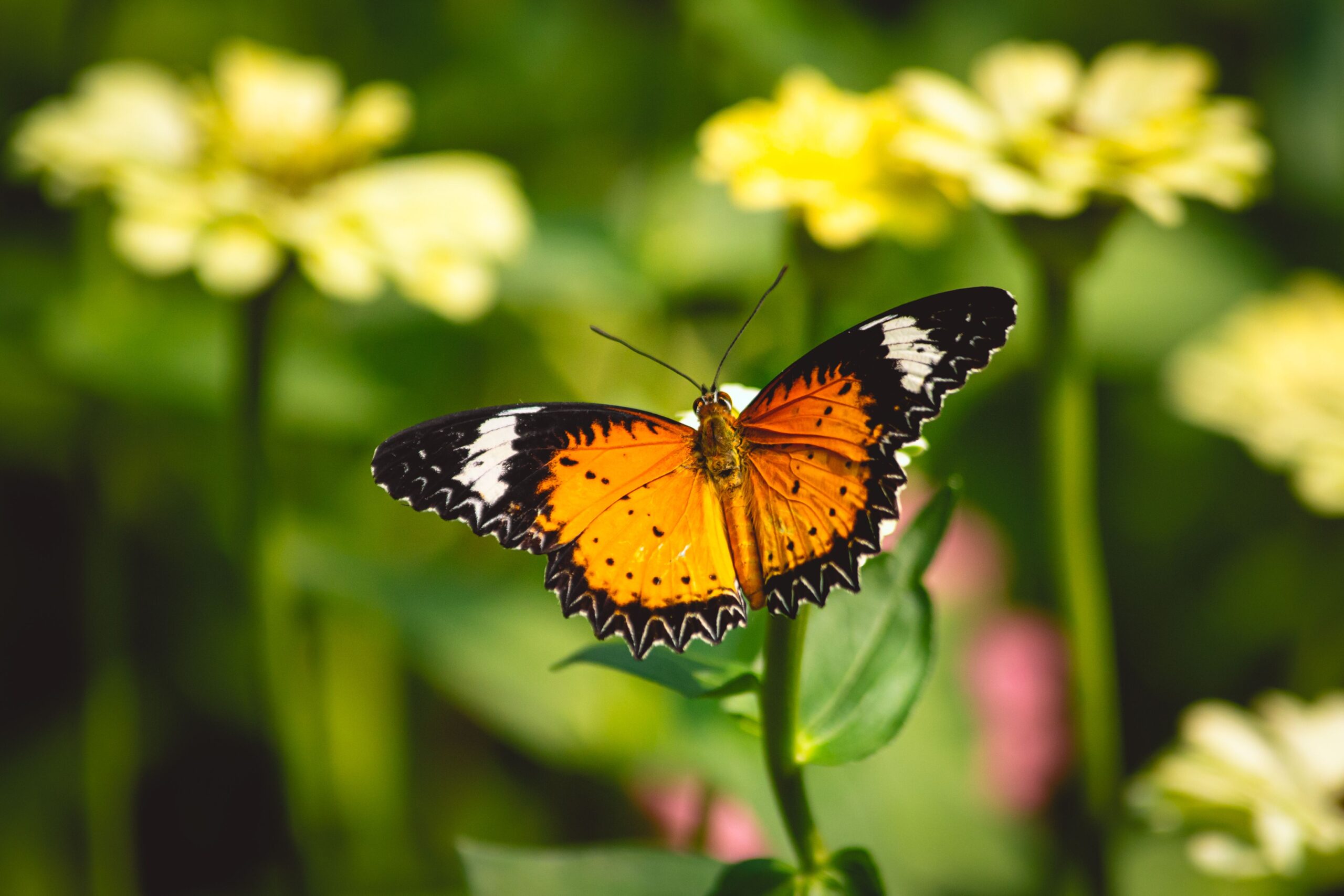 An orange butterfly gracefully perches on vibrant yellow flowers, showcasing nature's beauty in Ho Chi Minh.