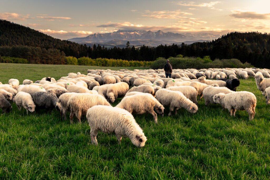 A shepherd tends to a flock of sheep in a green meadow with Tatra Mountains in the background.