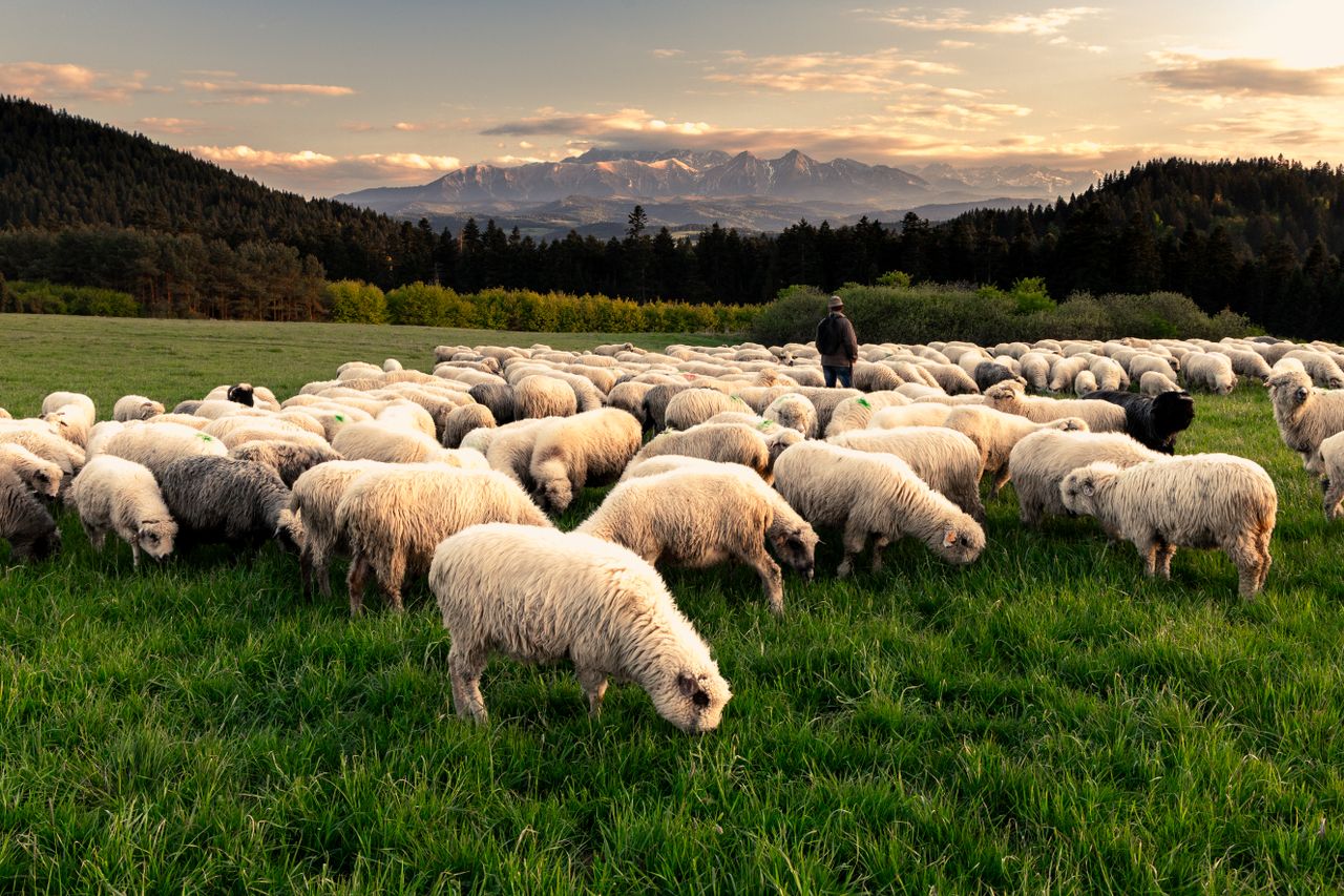 A shepherd tends to a flock of sheep in a green meadow with Tatra Mountains in the background.