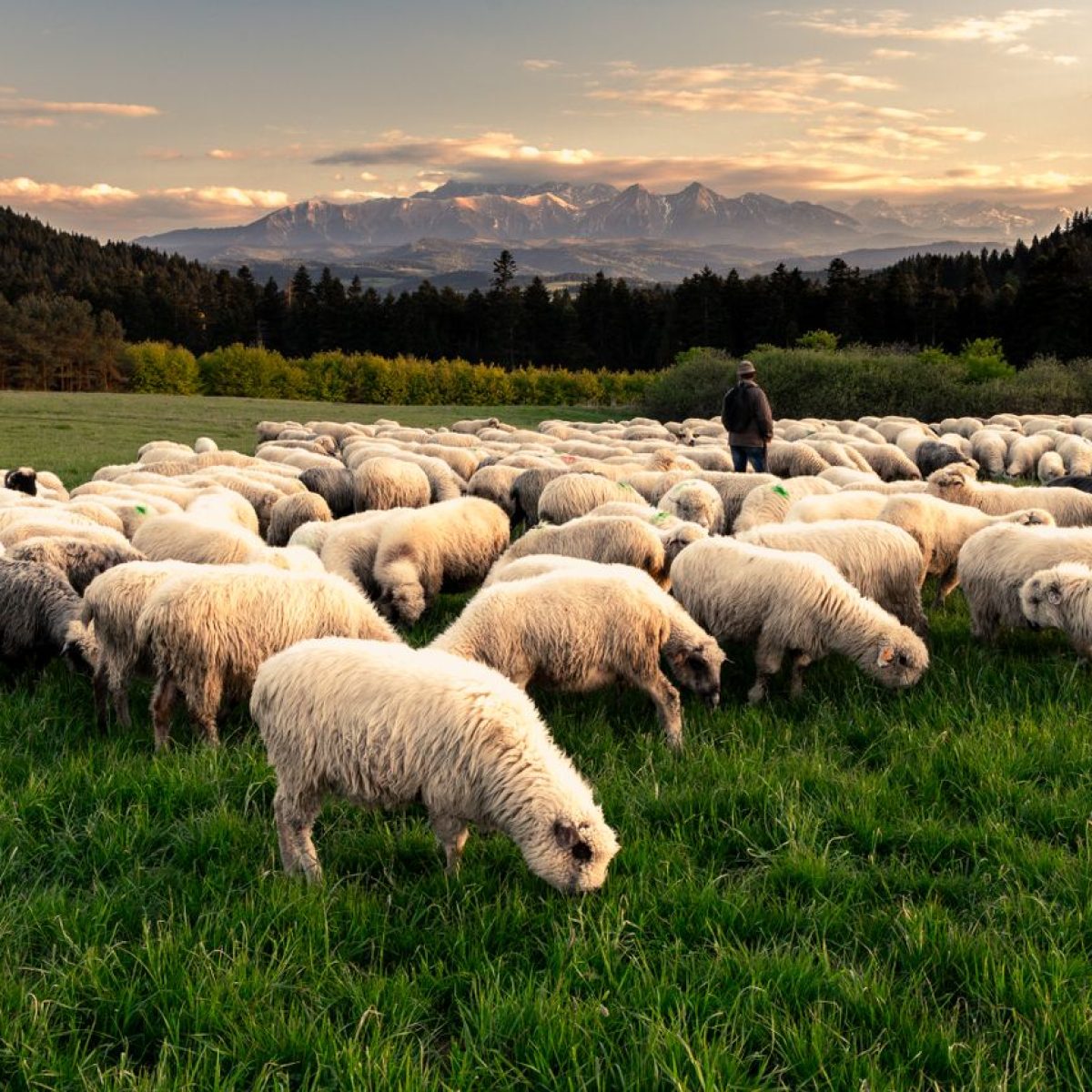 A shepherd tends to a flock of sheep in a green meadow with Tatra Mountains in the background.