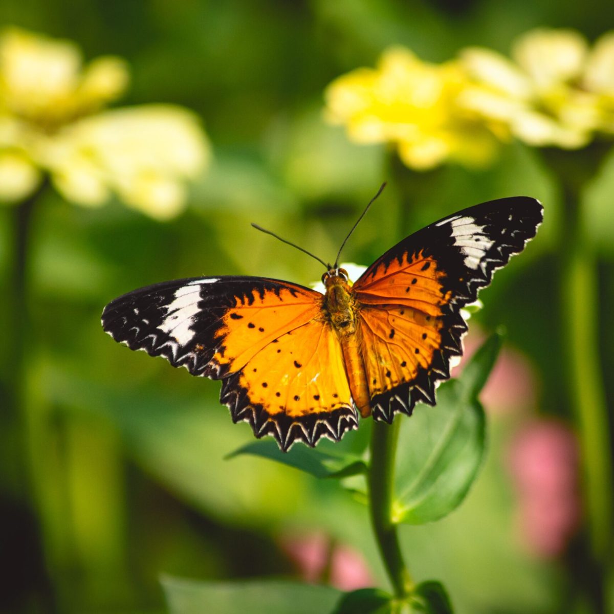An orange butterfly gracefully perches on vibrant yellow flowers, showcasing nature's beauty in Ho Chi Minh.